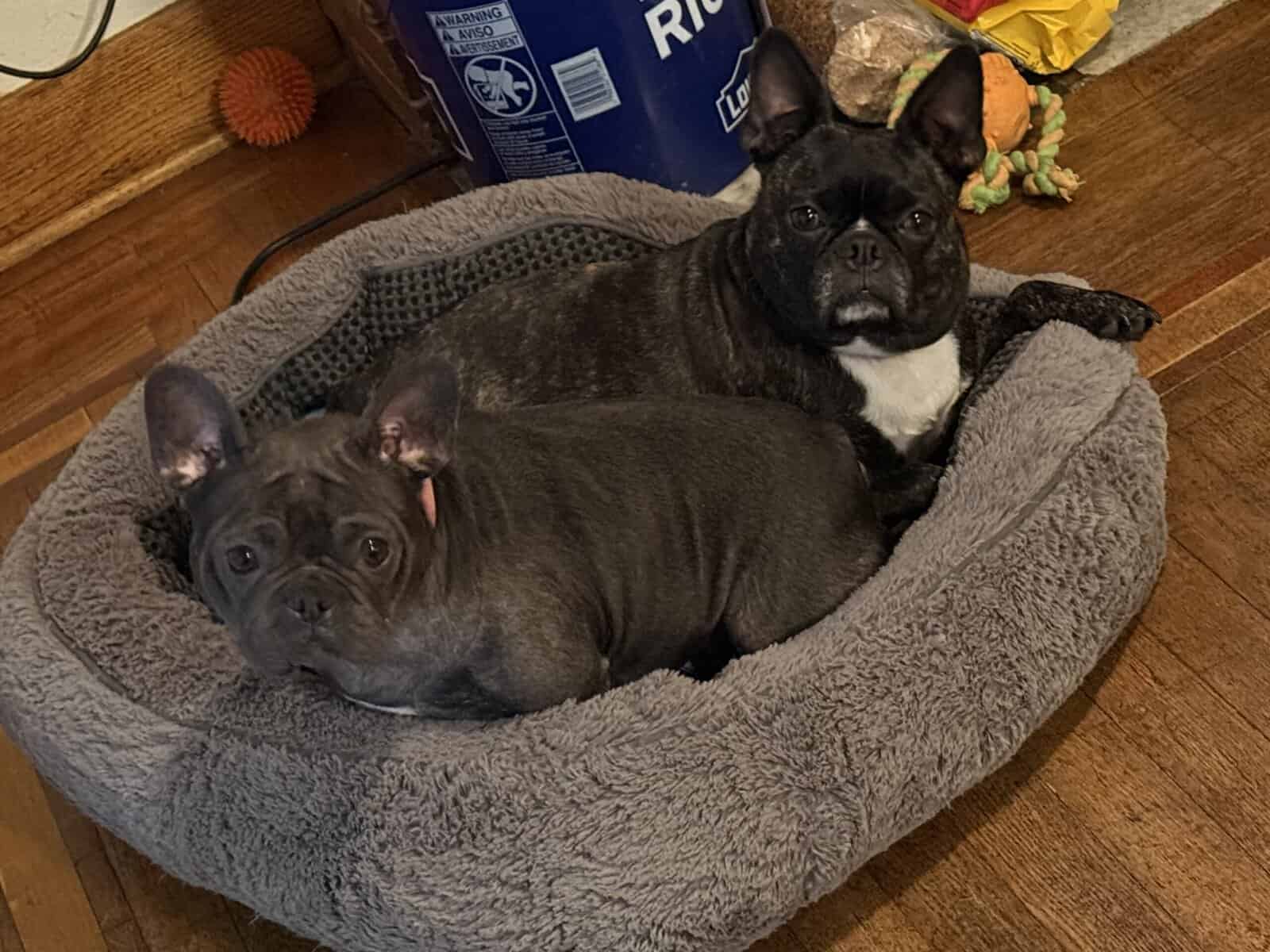 2 year old blue face frenchie with papers image 3