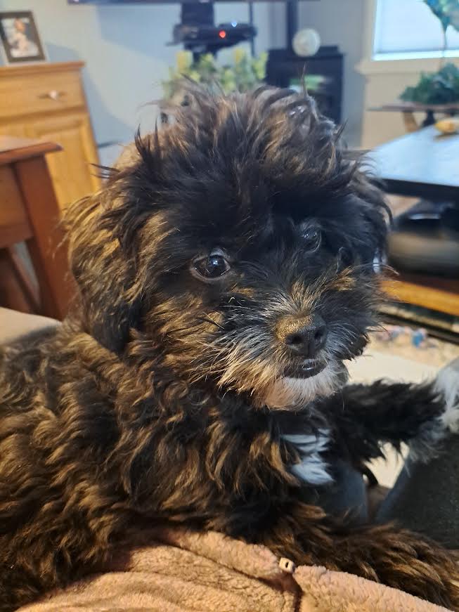 Sweet Shih-a-Poo female puppy needs a new home. image 1