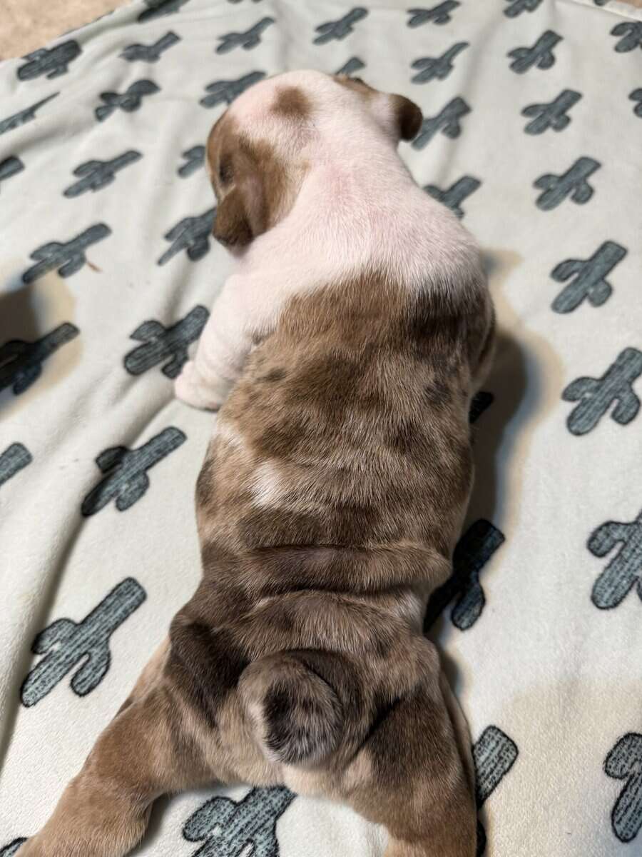 English Bulldog puppies image 10