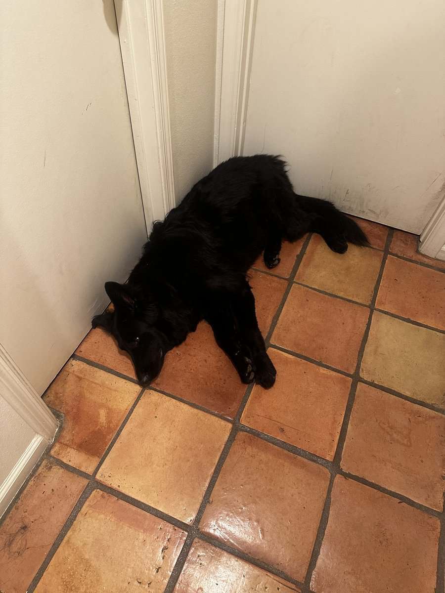 Black German shepherd (Zoe) image 4