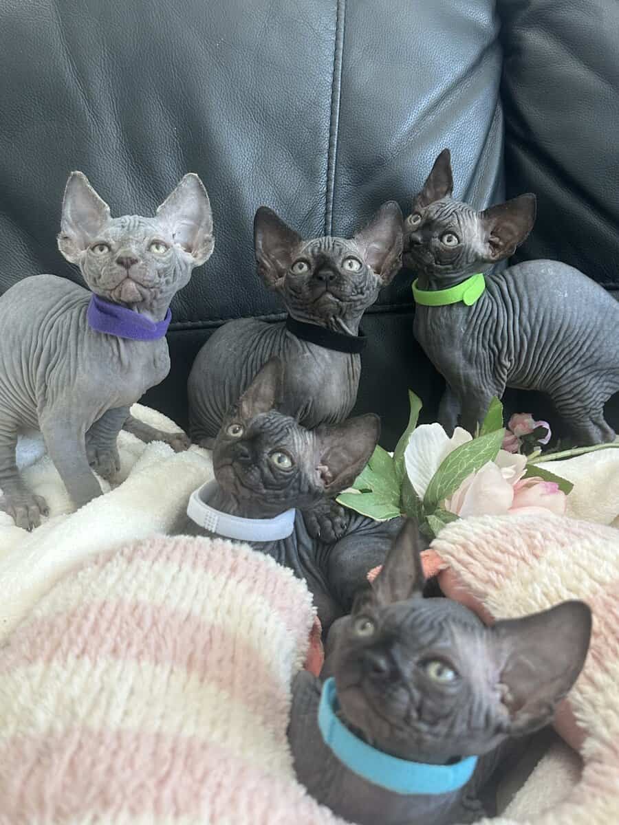 Sphynx image 2