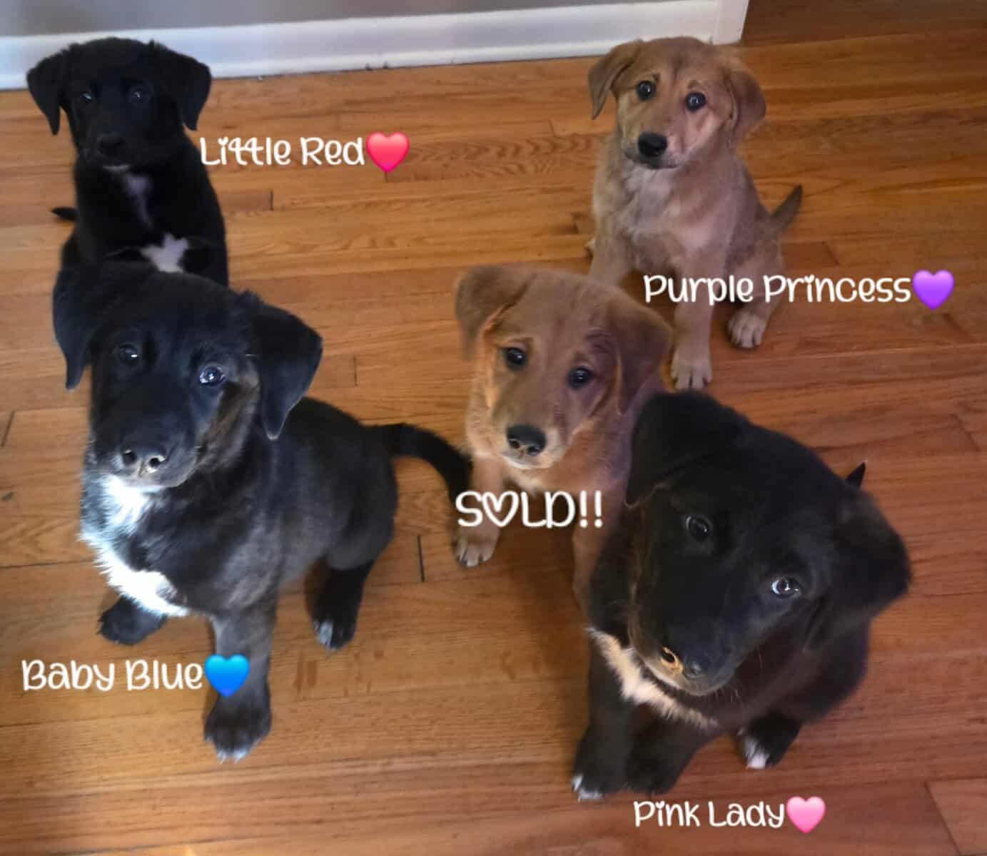 Golden Retriever x Shiba Inu Puppies image 5