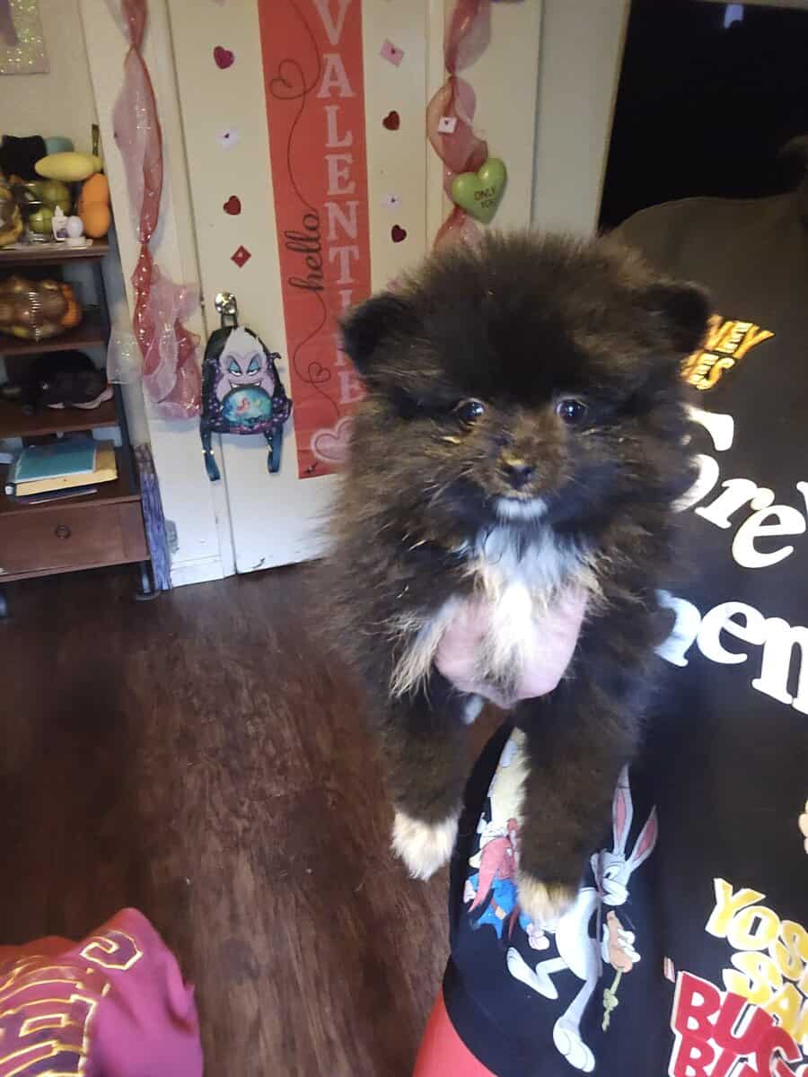 Pomeranians Ready image 5