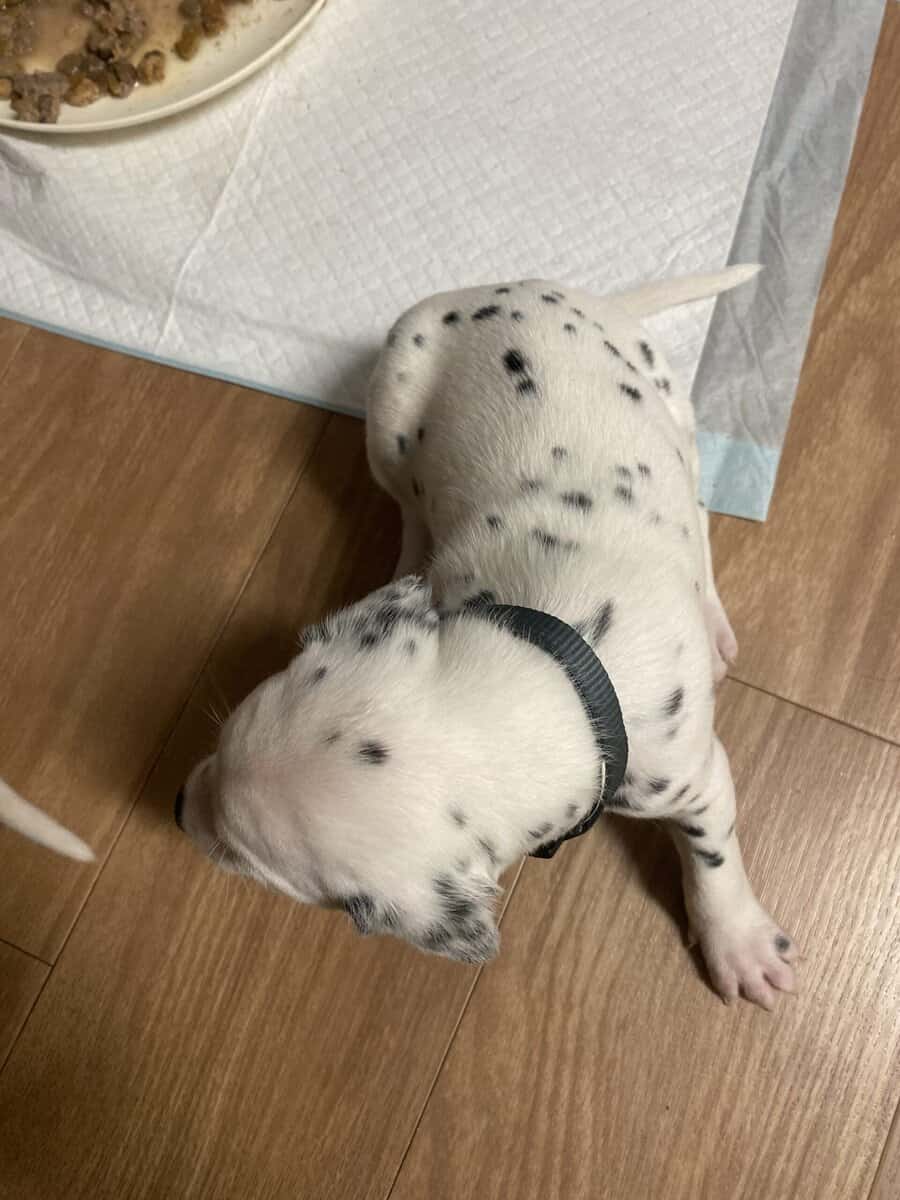 Dalmatian puppies image 7
