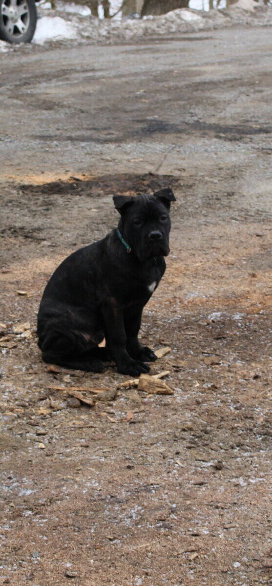 AKC Cane Corso puppies image 4