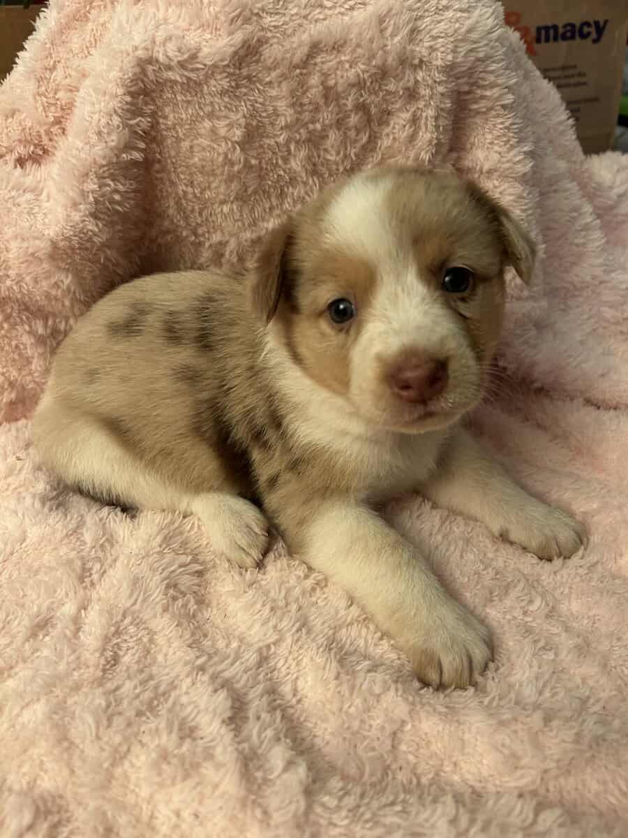 Adorable Australian Heeler pups image 11