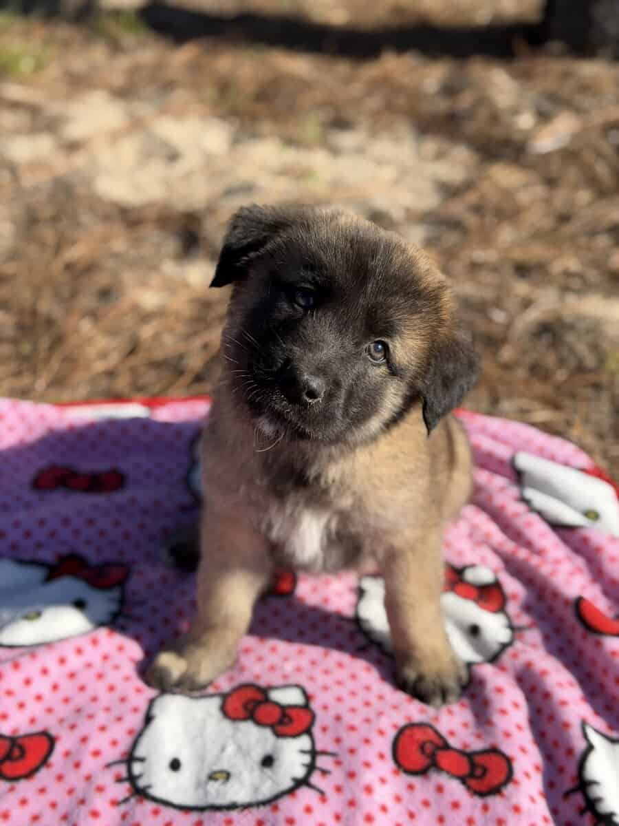 10 Anatolian Shepherd x Belgian Malinois Puppies image 1