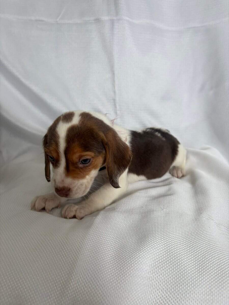 6 week old female beagle pup with pink colar image 4