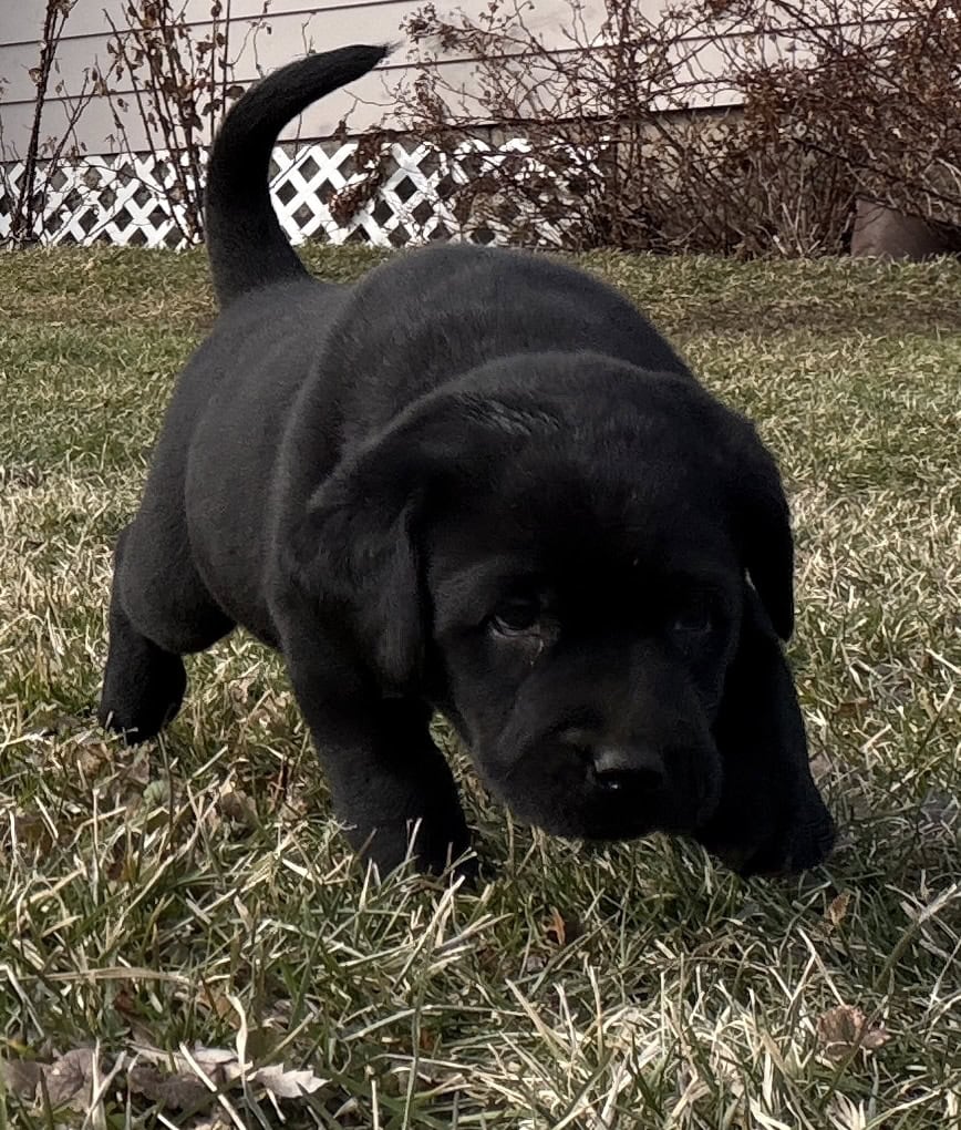 Cute black lab puppies image 2