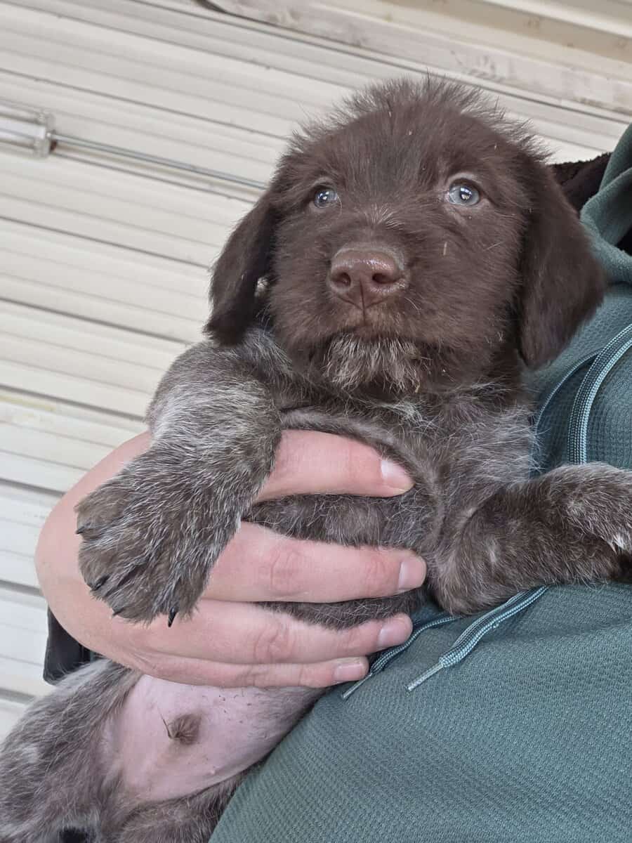 German Wirehaired Pointer Puppies image 3