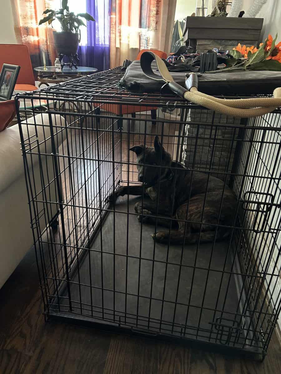 Blaze needs a good home. image 4