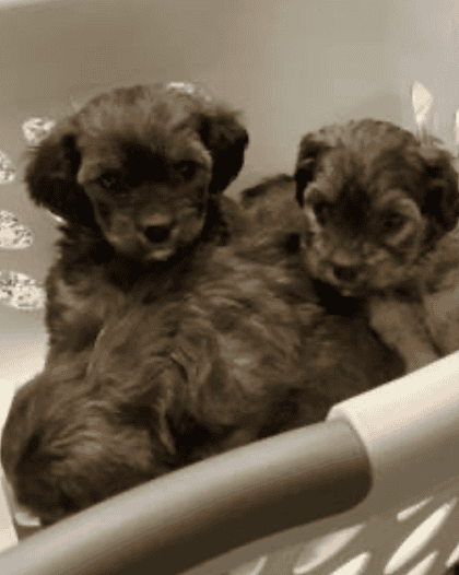 Adorable Cockapoos image 2