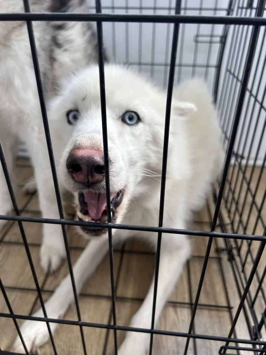 Energetic Siberian Husky looking for a new home image 2