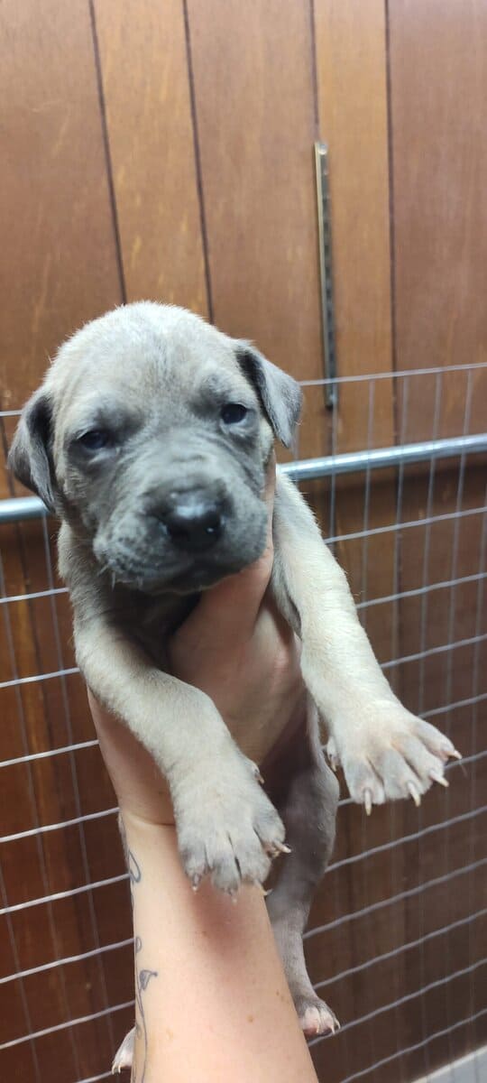 Great Dane puppies image 6