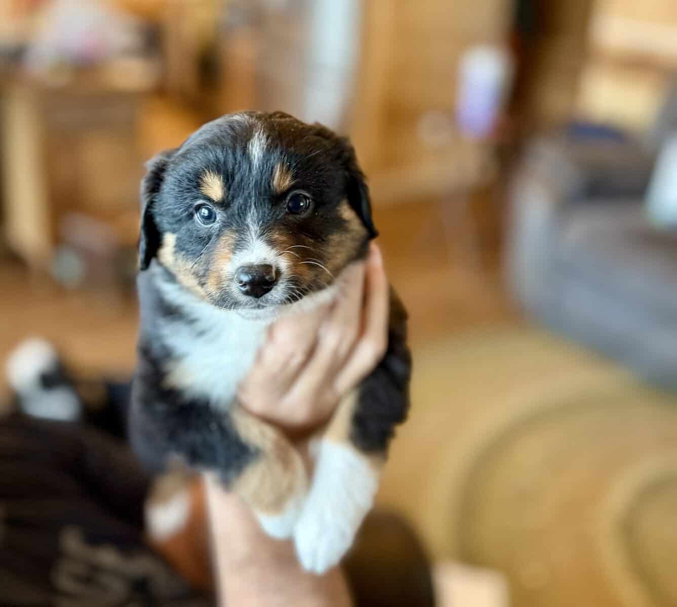 Purebred Australian Shepherd Puppy image 8