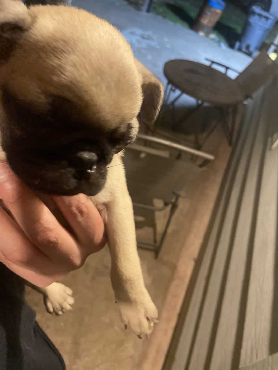 Pugs for sale image 3