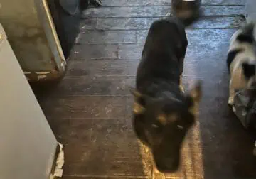 AKC registered Female Germinahepard