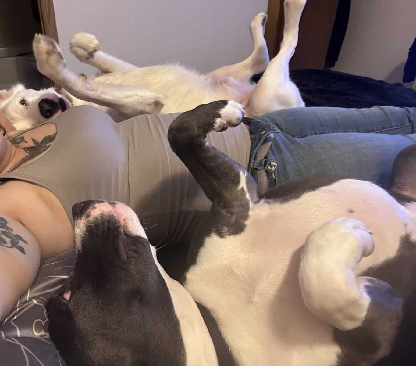 Sweet, energetic pup image 3