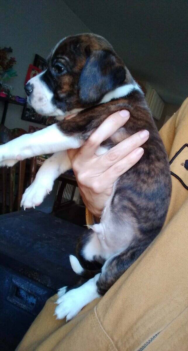 Puppies image 1