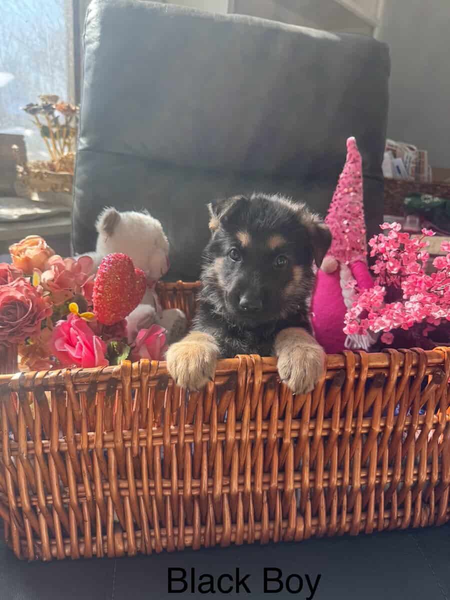 German Shepherd puppies image 7
