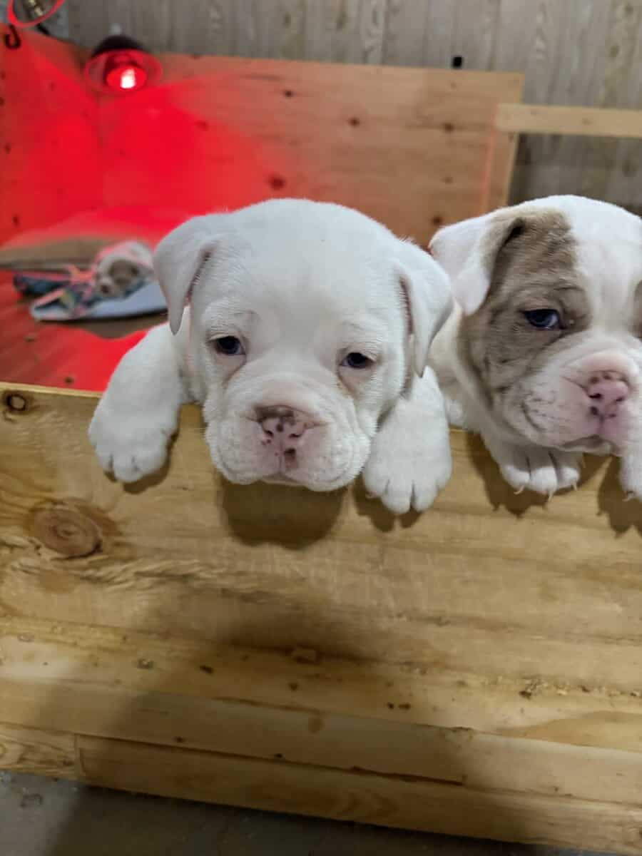 Olde English bulldog puppies image 5