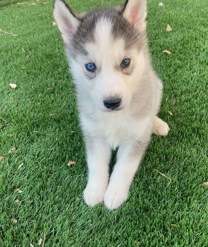 Super Adorable Husky Girl Puppies image 6