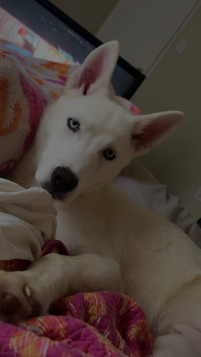 Siberian Husky image 2