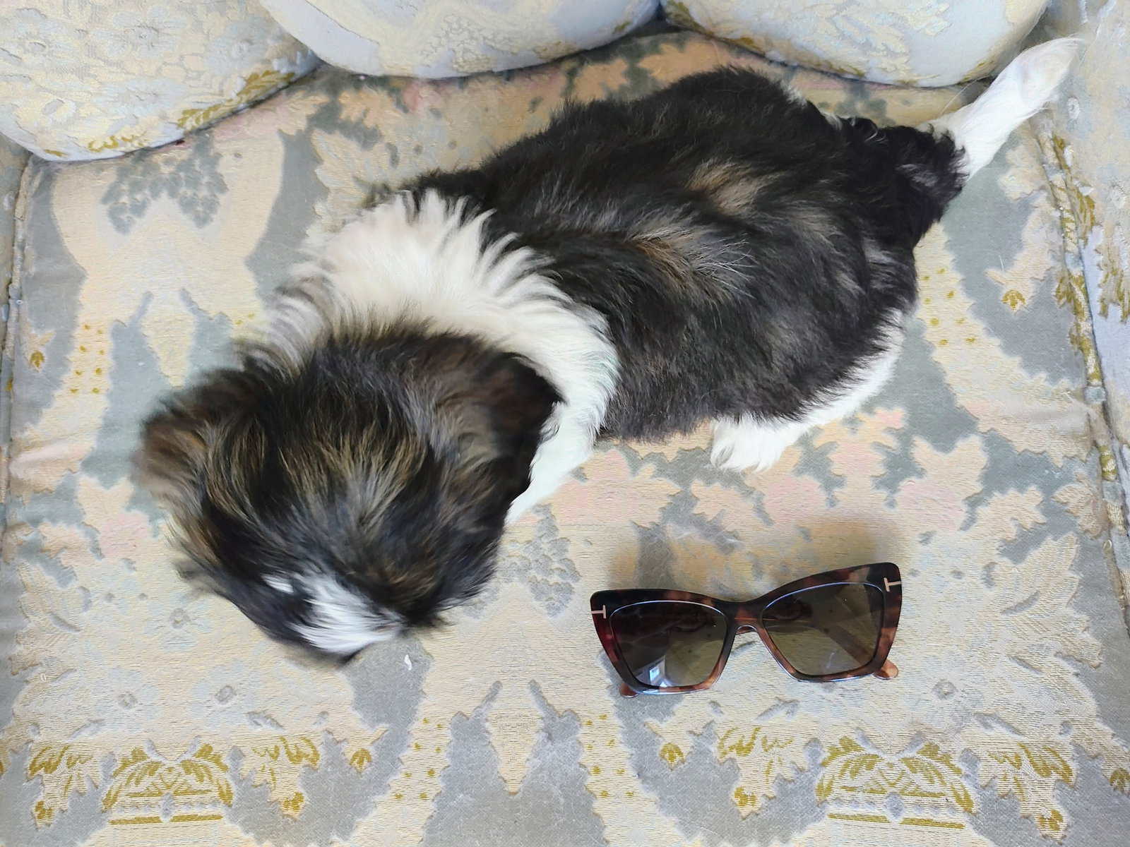 Shih Tzu puppy image 3