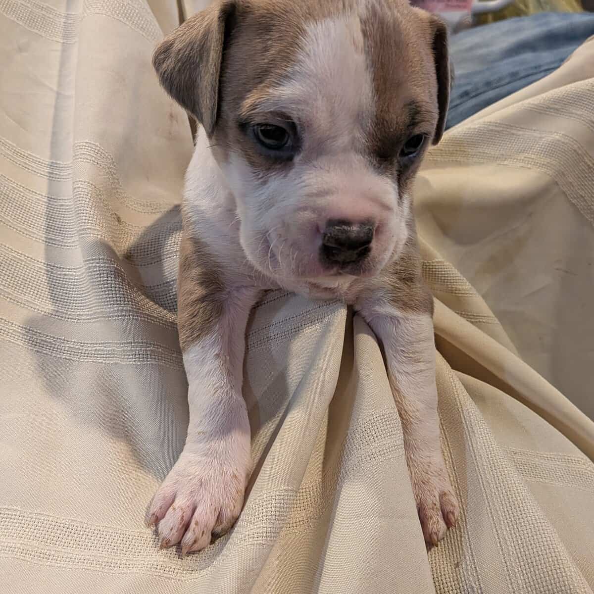 Pitbull puppies for sale image 3