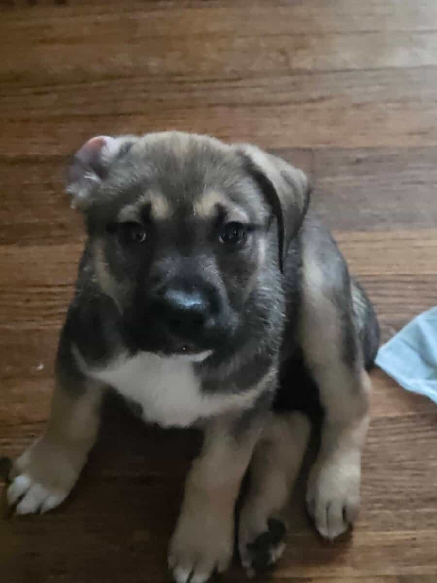 Puppies, free to good home image 1
