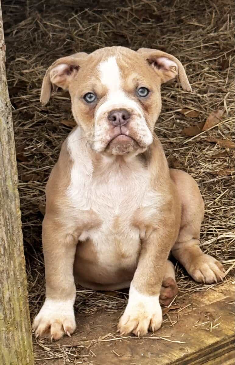 Ole English Bulldogge “blue ribbon”for sale image 2