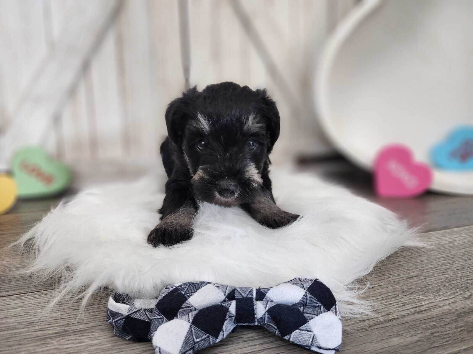 Miniature schnauzer loki image 4