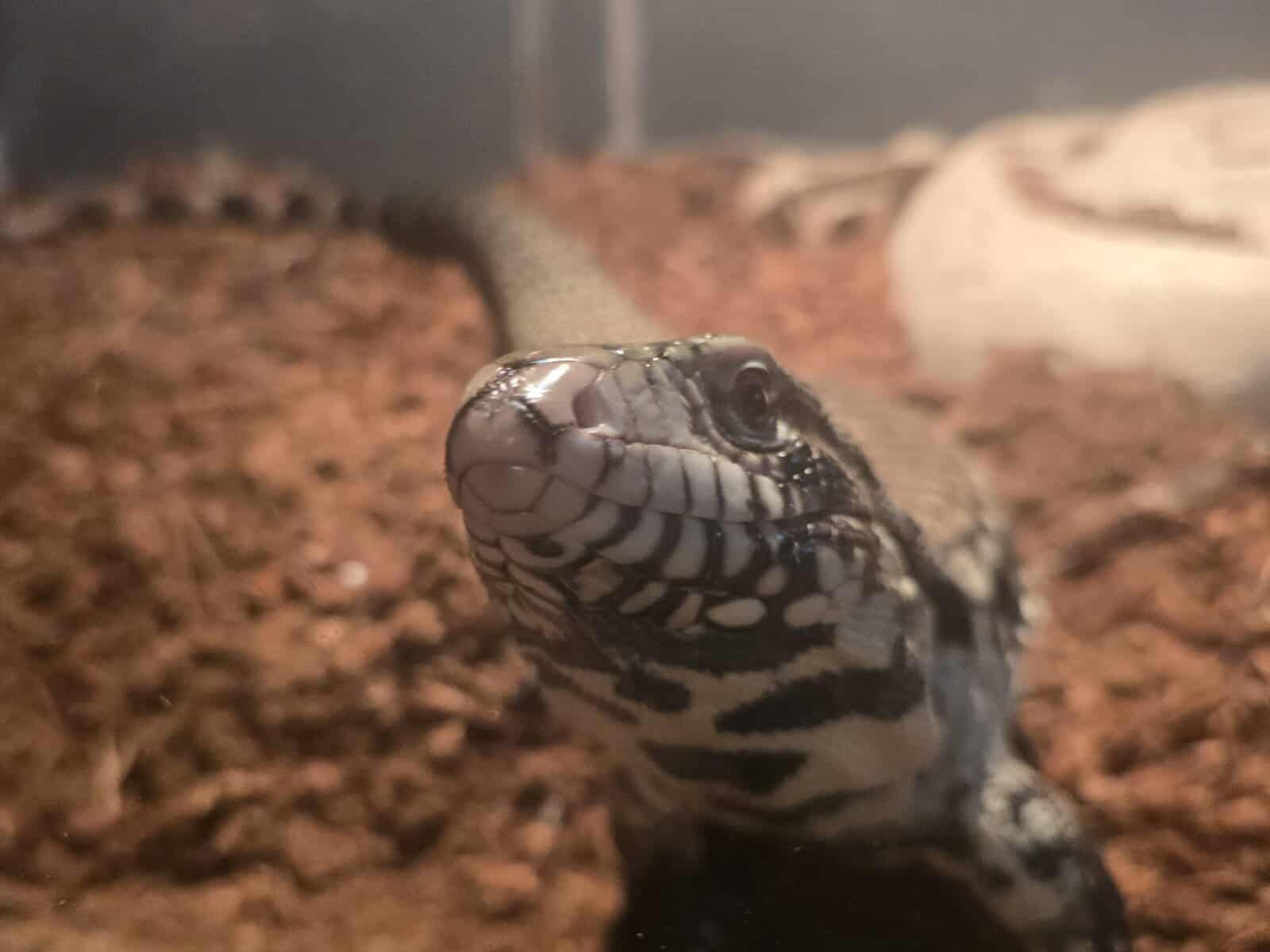 Black and White Argentine Tegu image 2