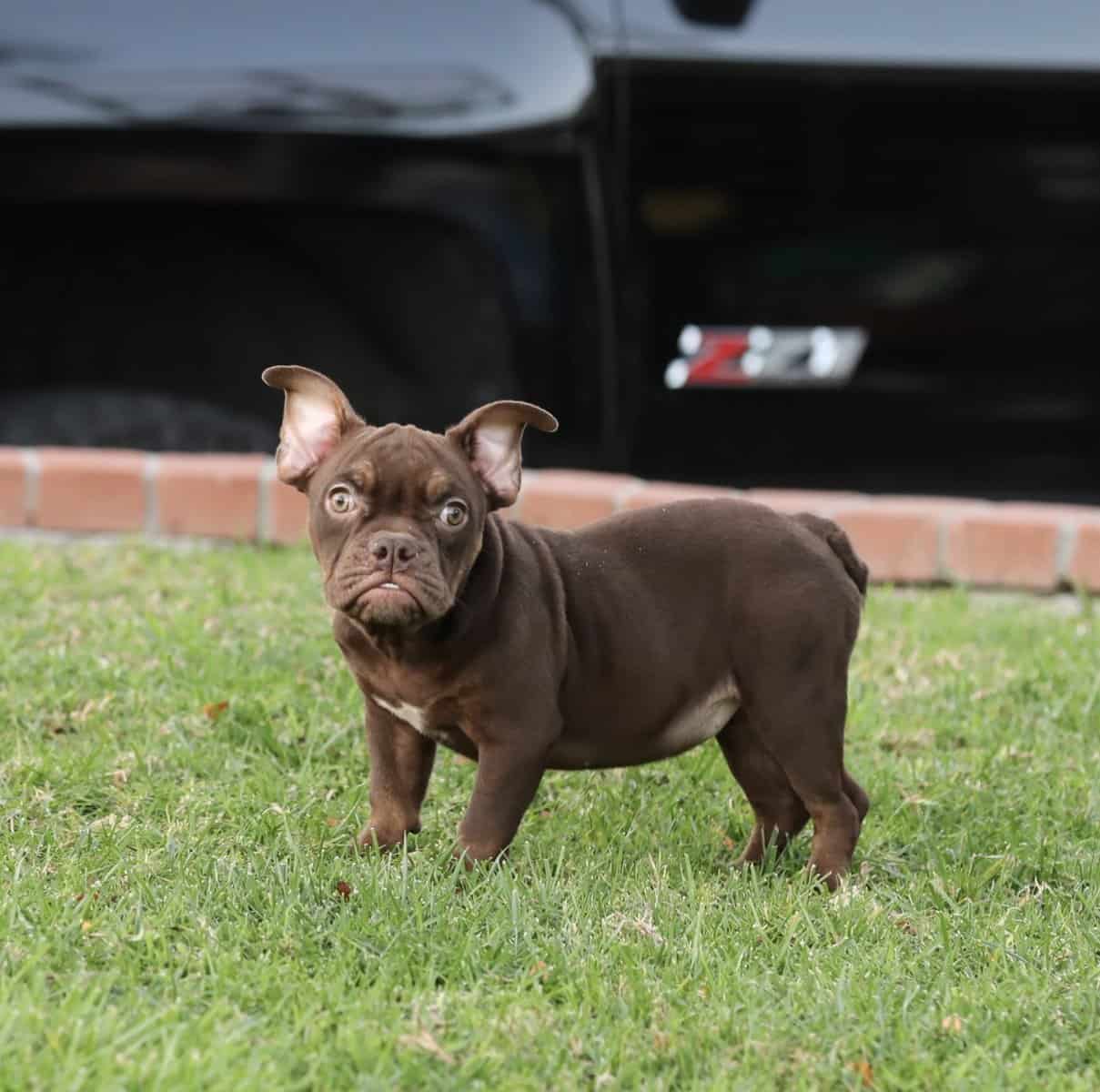 American Bully girls image 6