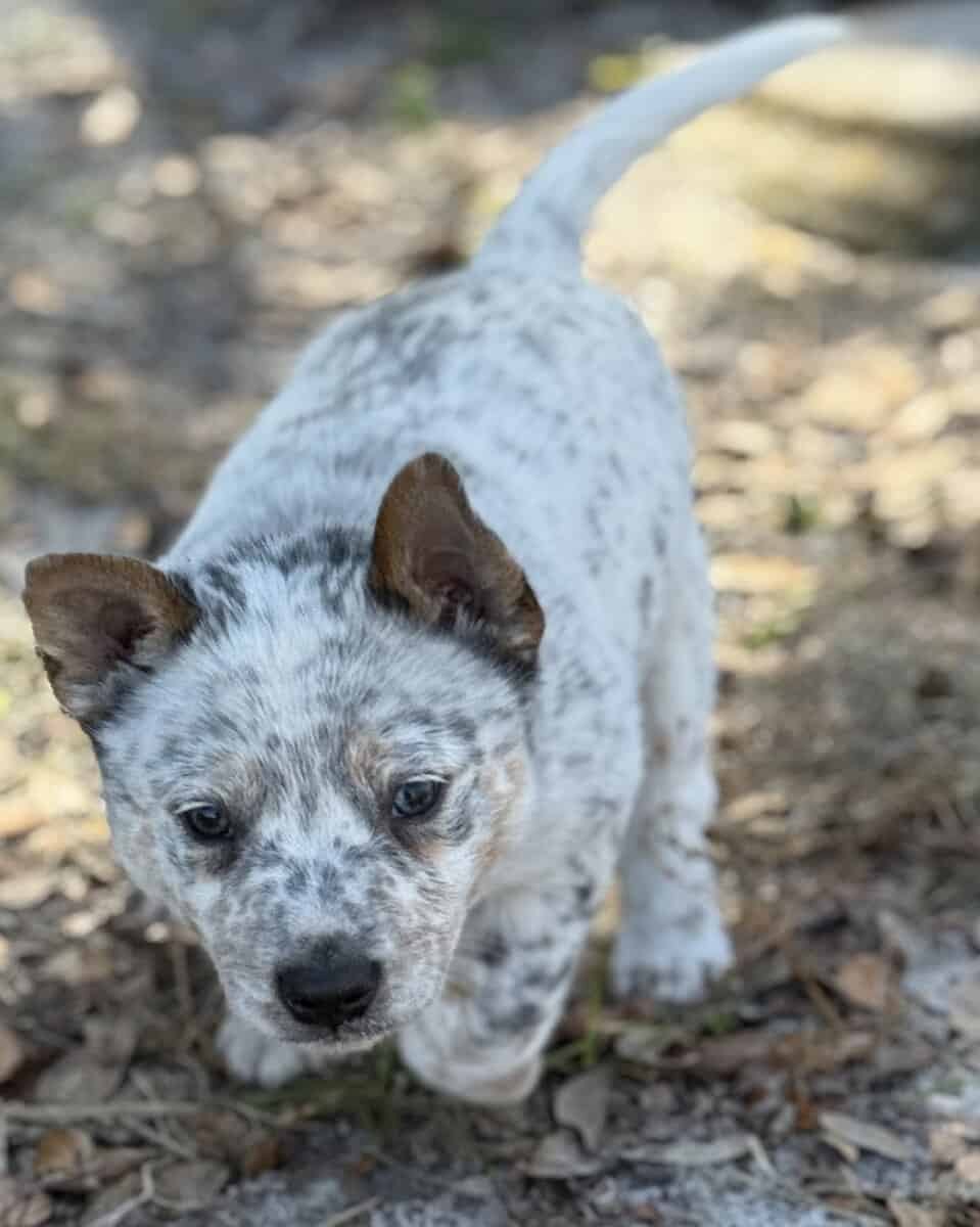 Blue Heeler Puppies for sale image 11