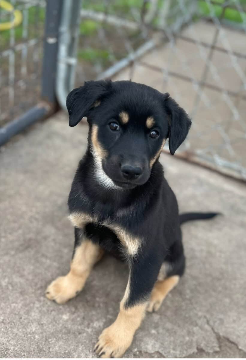 Australian Shepherd/Kelpie mix Puppies for Sale image 1