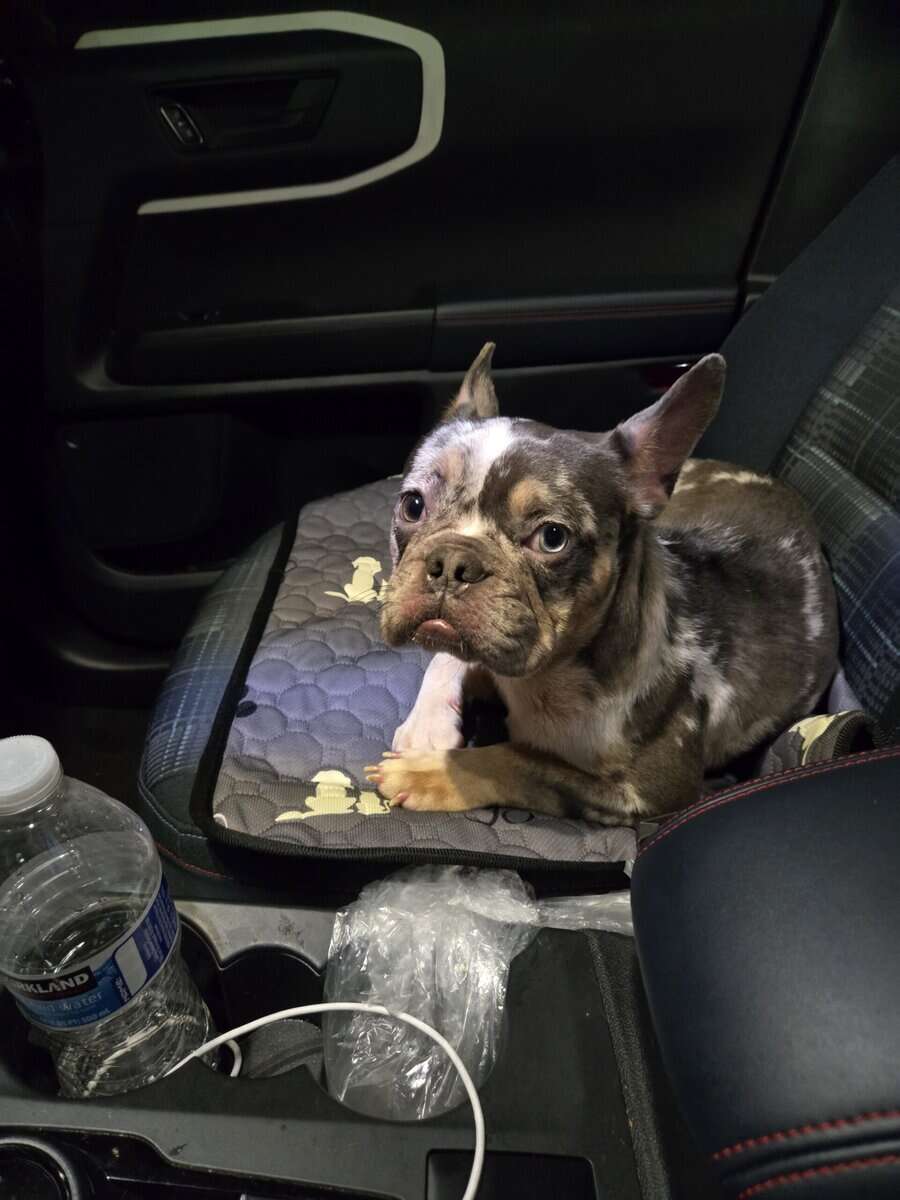 Blue Merle Male Frenchie image 7