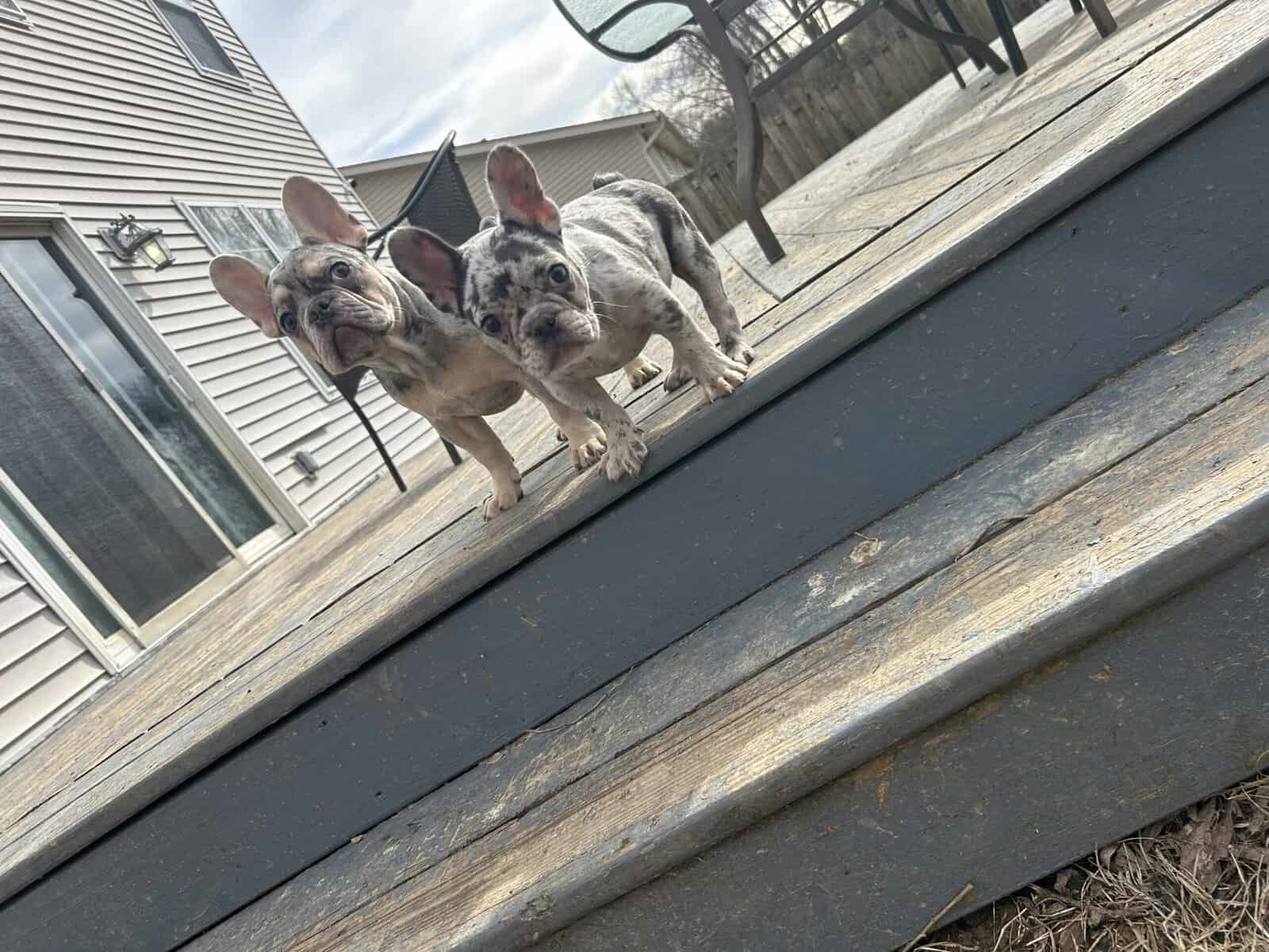 Frenchie puppies looking for new home image 2