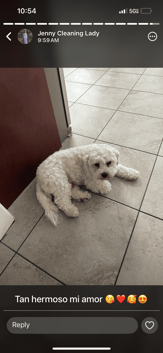 Selling adorable 3yr old cavachon image 2