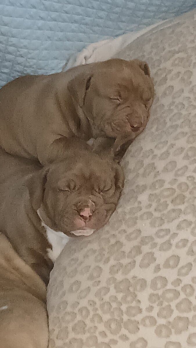 PUPPIES♡♡♡♡ image 3