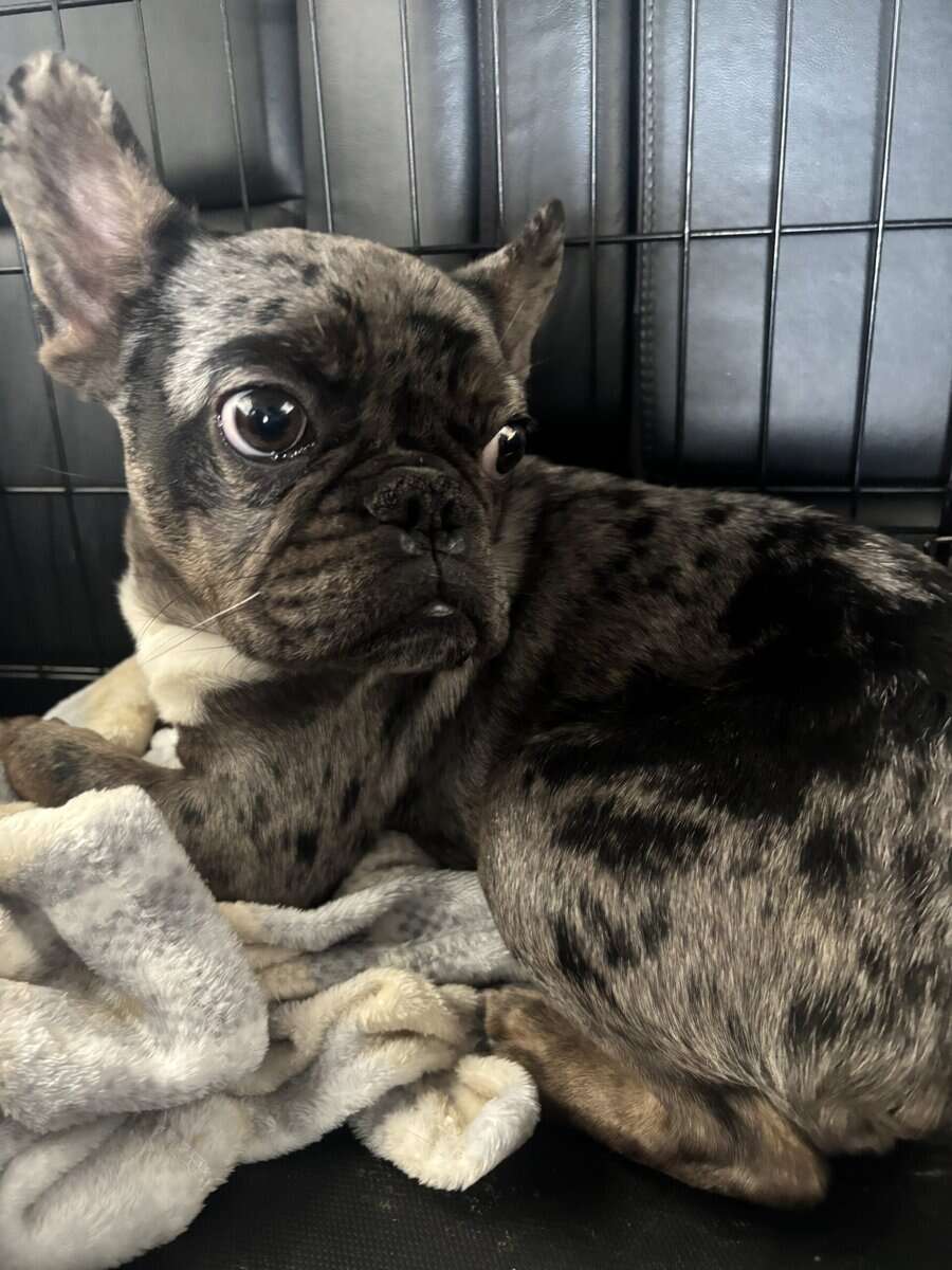 Beautiful Merle Frenchie (4months) image 2