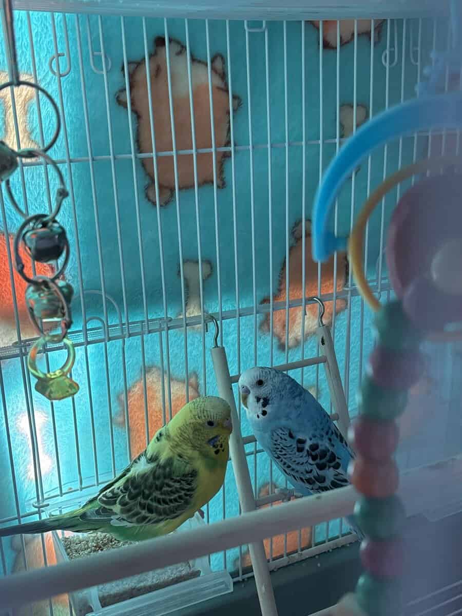 Parakeets need new home image 2