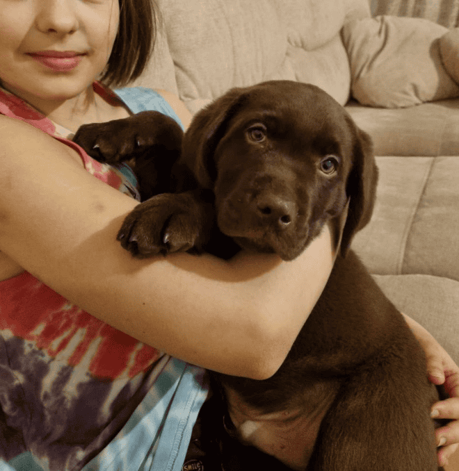 Beautiful Labrador Retriever wants youuuuuuuuuuuu image 2