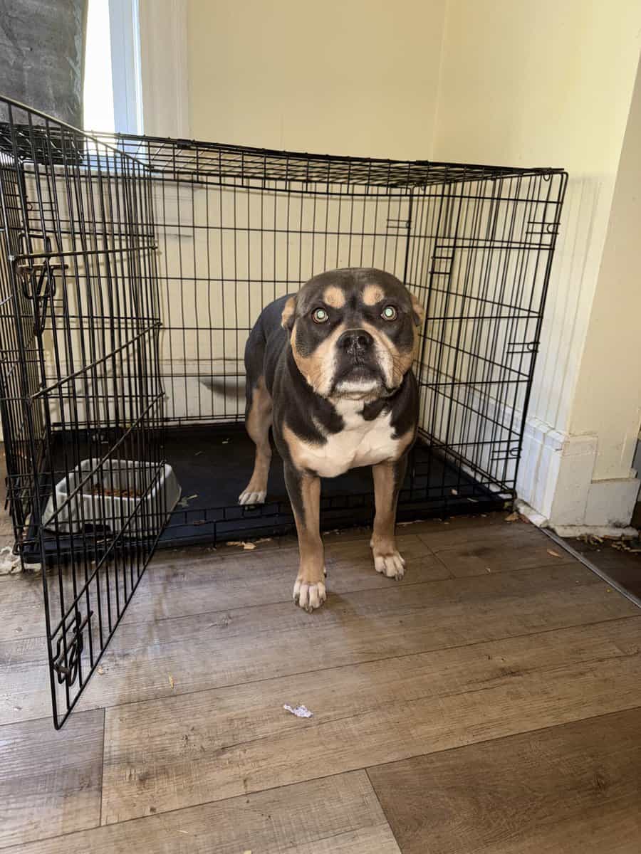 American bully puppies coming soon image 4