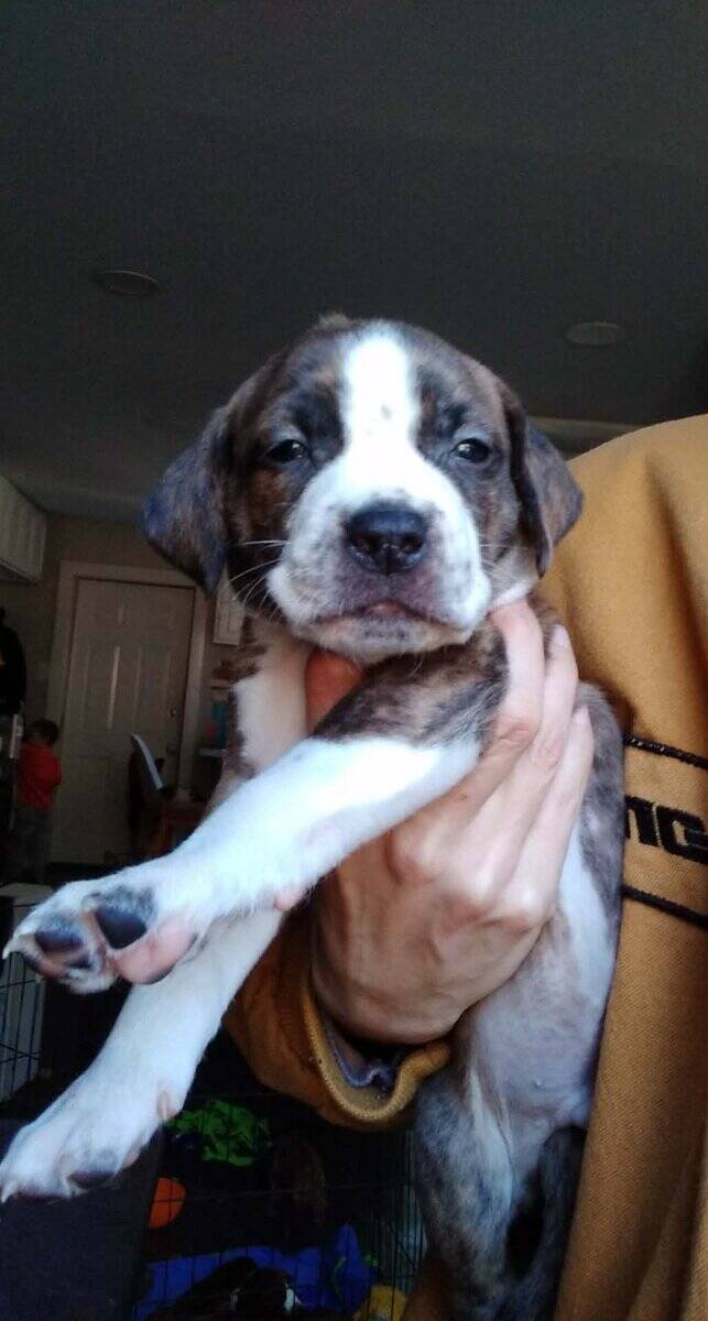 Puppies image 6