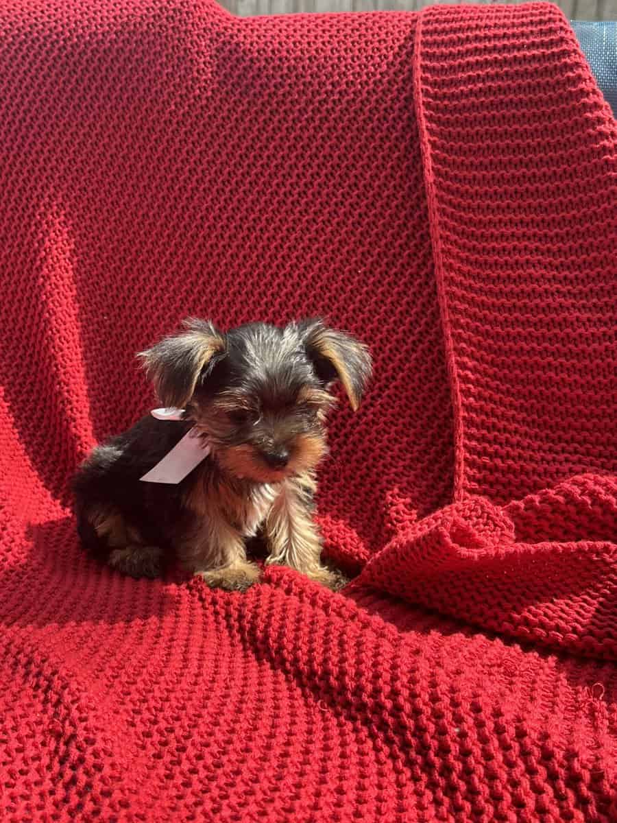 Yorkie puppies image 3