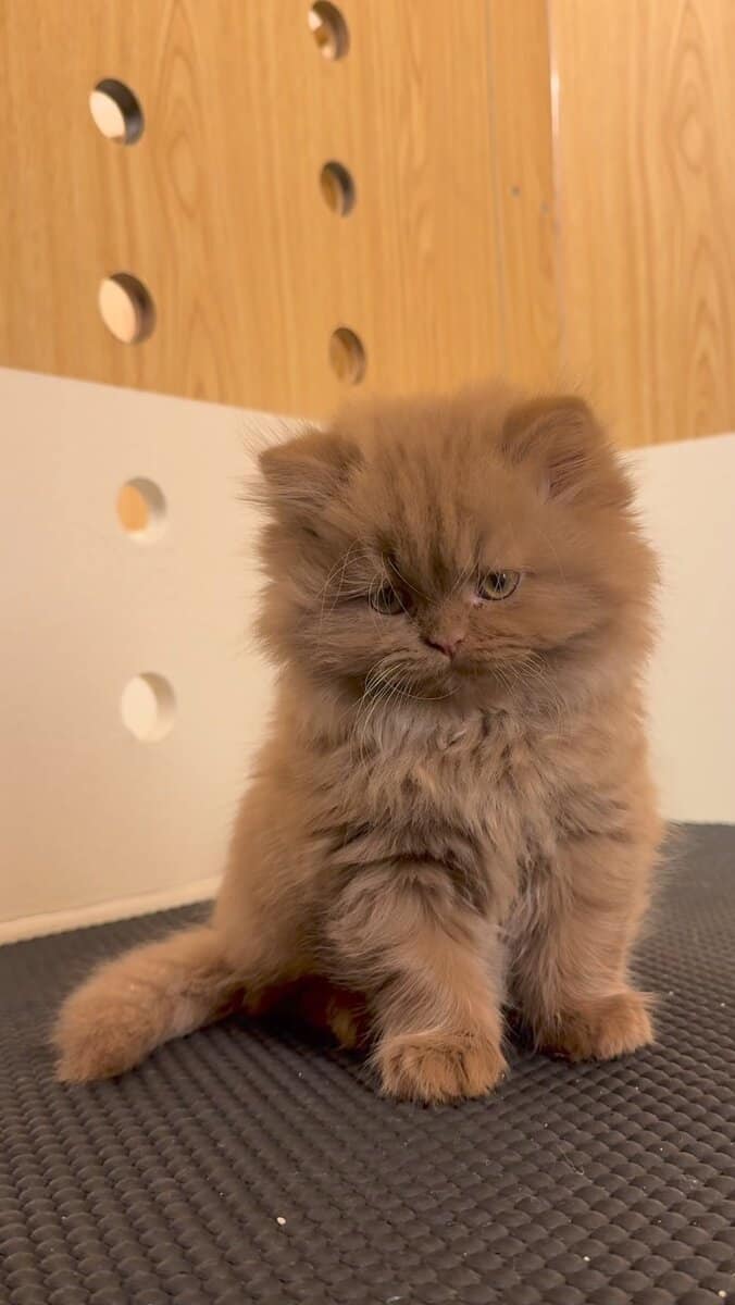 TICA Registered Persian Kitten image 7