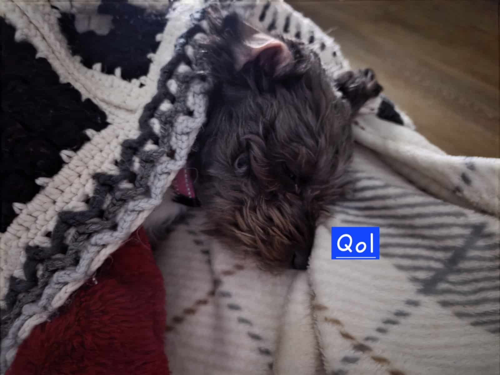 Looking for new home - Qol(Coal) image 6