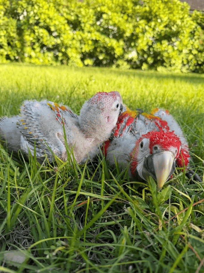 Scarlet Macaw babies image 2