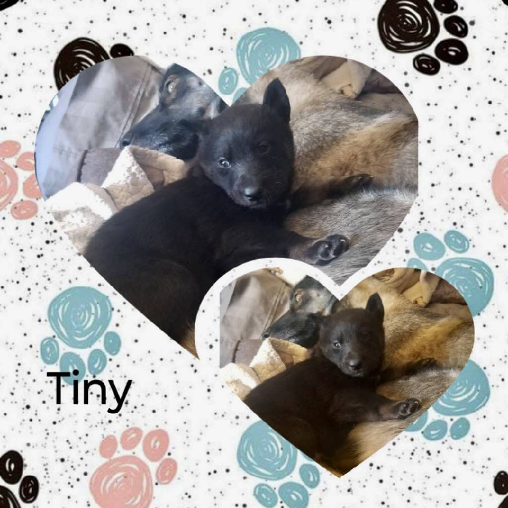 Black Mixed German Shepherd image 3